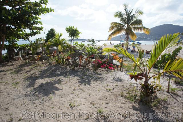 Plants and flowers and plam trees in beach sands of downtown Philipsburg St Maarten.jpg

