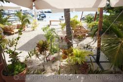 Plants in beach sands of downtown Philipsburg St Maarten.jpg