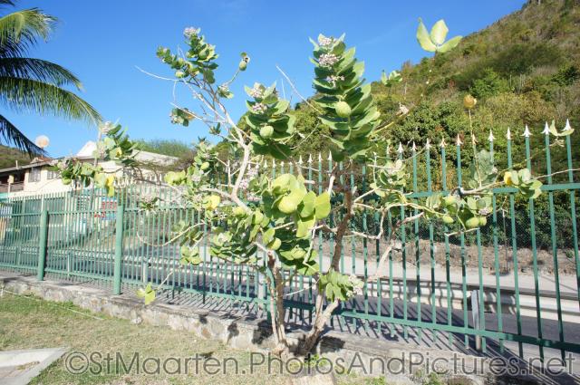 Tropical tree with funky fruits in Philipsburg St Maarten.jpg