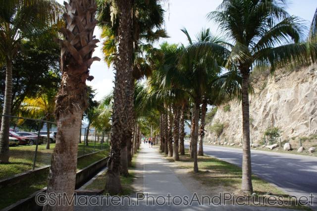 Palm trees line sidewalk near St Maarten cruise facility.jpg
