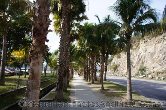 Palm trees line sidewalk near St Maarten cruise facility.jpg